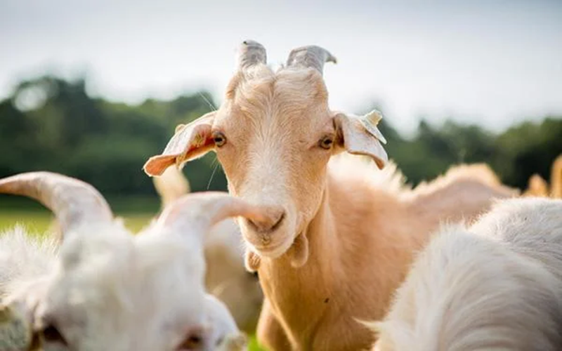 élevage de moutons au Nigéria