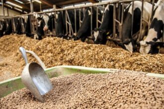 Le Maroc a importé 23 700 tonnes d’aliments pour bétail