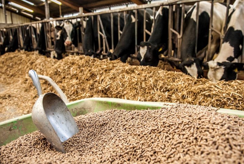Le Maroc a importé 23 700 tonnes d’aliments pour bétail