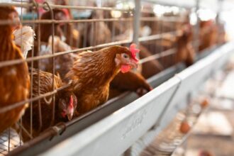 Togo / la grippe aviaire détectée dans le district des Lacs, les autorités renforcent la vigilance