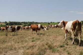 France / la sécheresse et les fortes chaleurs mettent les éleveurs laitiers à rude épreuve.