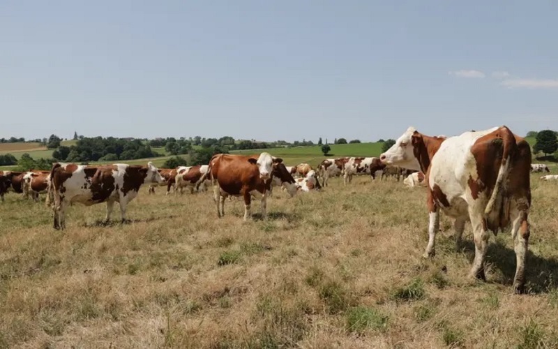 France / la sécheresse et les fortes chaleurs mettent les éleveurs laitiers à rude épreuve.