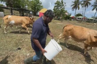 Guadeloupe / la sécheresse plonge les éleveurs bovins dans une situation critique