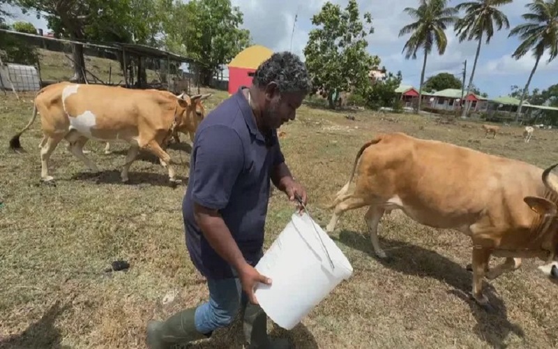 Guadeloupe / la sécheresse plonge les éleveurs bovins dans une situation critique