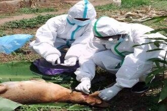 RDC / le gouvernement accélère la vaccination face aux épizooties dans le Grand Kasaï