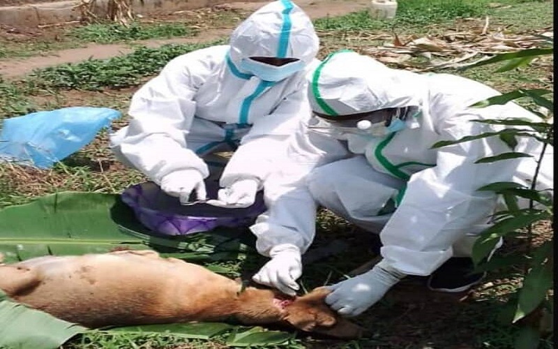 RDC / le gouvernement accélère la vaccination face aux épizooties dans le Grand Kasaï