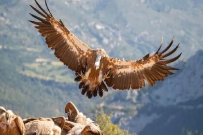 France / les attaques de vautours suscitent l’inquiétude des éleveurs au Pays basque