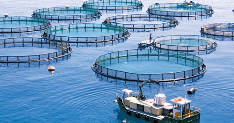 production aquacole