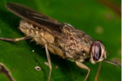 étude sur la trypanosomose animale