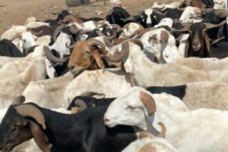 Nigéria/validation d’une plateforme nationale de données sur l'élevage