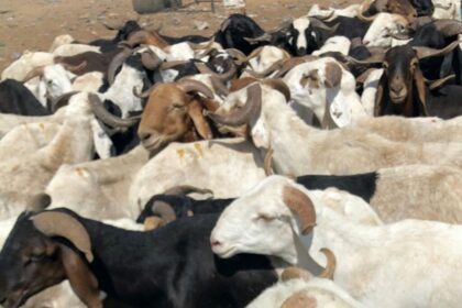 Nigéria/validation d’une plateforme nationale de données sur l'élevage