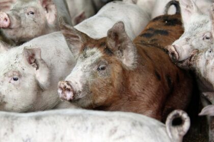 peste porcine africaine au Cameroun