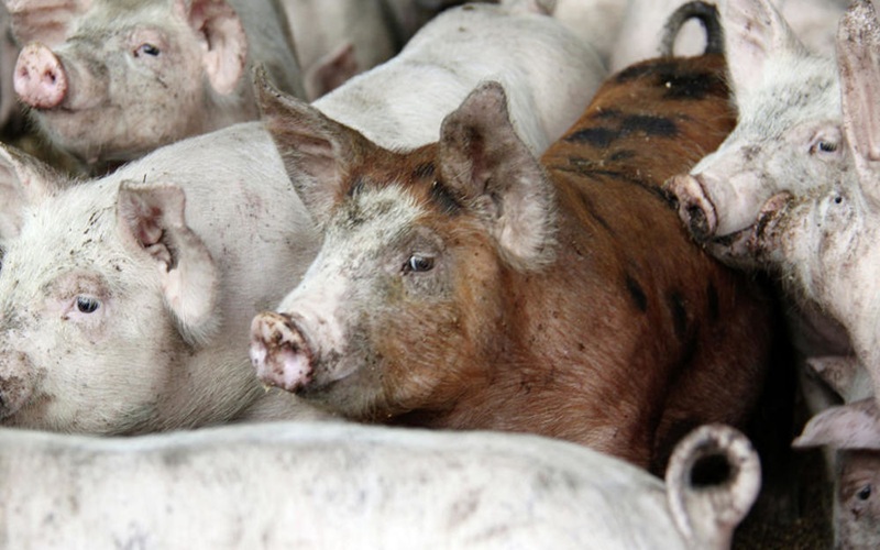 peste porcine africaine au Cameroun