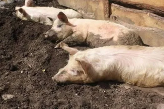 peste porcine africaine au Nigéria  