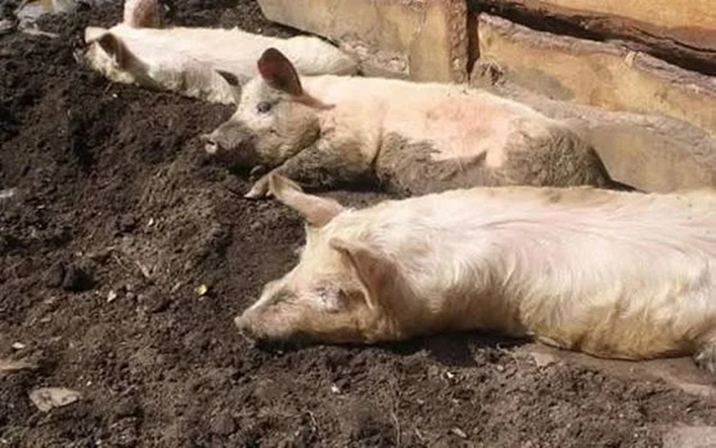 peste porcine africaine au Nigéria  
