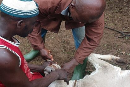 Côte d’Ivoire / plus de 15 000 têtes de bétail ciblées par une campagne gratuite de vaccination et de déparasitage dans le Bounkani