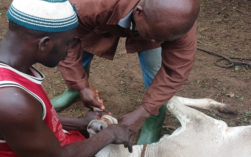 Côte d’Ivoire / plus de 15 000 têtes de bétail ciblées par une campagne gratuite de vaccination et de déparasitage dans le Bounkani