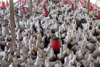 interdiction d'importation de poulet