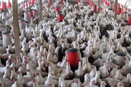 interdiction d'importation de poulet