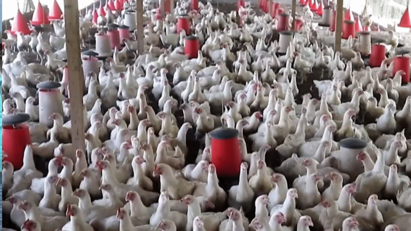 interdiction d'importation de poulet