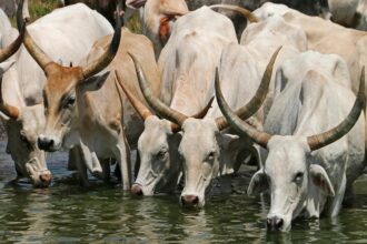 Production animale / l’Union européenne mobilise près de 39,4 milliards FCFA pour soutenir l’élevage en Afrique de l’Ouest