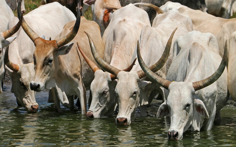 Production animale / l’Union européenne mobilise près de 39,4 milliards FCFA pour soutenir l’élevage en Afrique de l’Ouest
