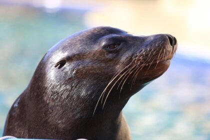 rage chez les otaries