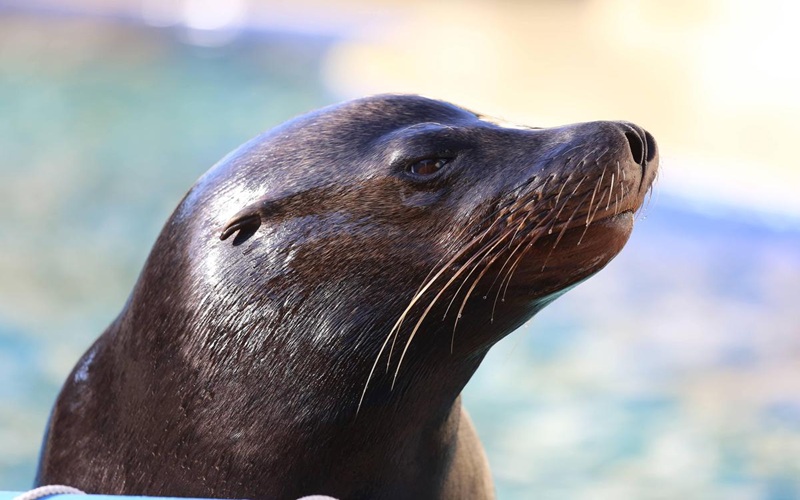 rage chez les otaries