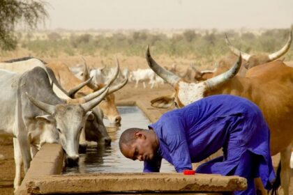 Garantir la souveraineté du Sénégal en matière d’élevage