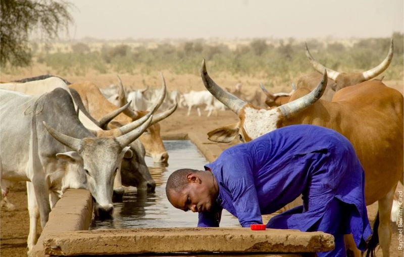 Garantir la souveraineté du Sénégal en matière d’élevage