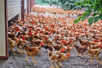 France / un poulet consommé sur deux est importé, les éleveurs réclament des mesures pour développer la production locale