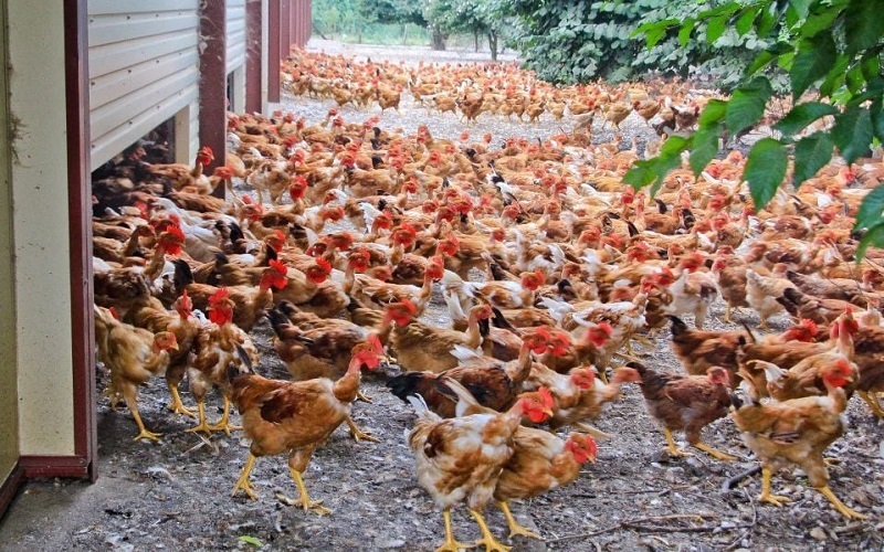France / un poulet consommé sur deux est importé, les éleveurs réclament des mesures pour développer la production locale