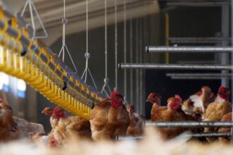 France / un poulet consommé sur deux est importé, les éleveurs réclament des mesures pour développer la production locale