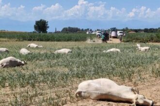 Sénégal / une intoxication aux jeunes pousses de sorgho entraîne la mort de 22 vaches à Kaffrine