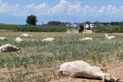 Sénégal / une intoxication aux jeunes pousses de sorgho entraîne la mort de 22 vaches à Kaffrine