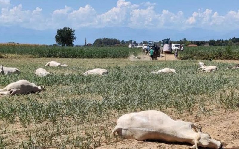Sénégal / une intoxication aux jeunes pousses de sorgho entraîne la mort de 22 vaches à Kaffrine