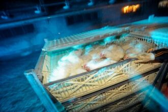 France / une pétition s’oppose à un projet d’élevage de 40 000 poules pondeuses dans le Morbihan