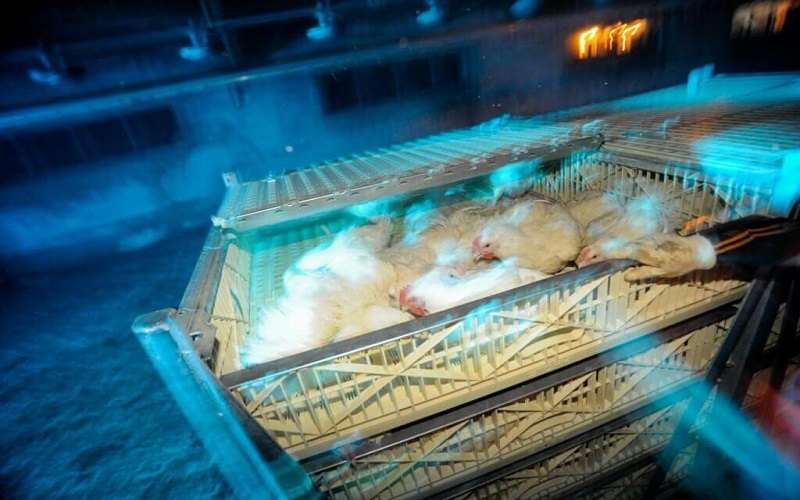 France / une pétition s’oppose à un projet d’élevage de 40 000 poules pondeuses dans le Morbihan