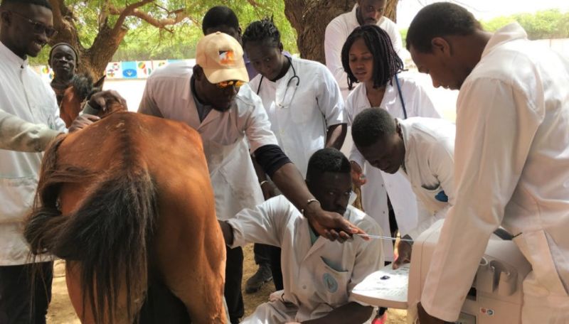 Des experts réclament un partenariat plus étroit entre médecins et vétérinaires dans la lutte contre la rage