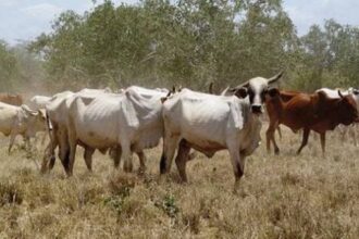 Le gouvernement Kenyan prévoit de mettre en place un système d'identification et de traçabilité des animaux