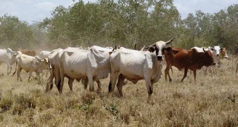 Le gouvernement Kenyan prévoit de mettre en place un système d'identification et de traçabilité des animaux