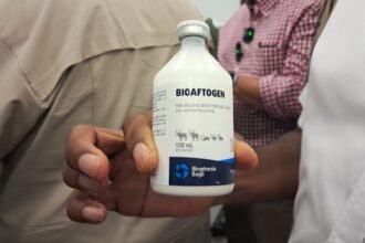 Fièvre aphteuse en Afrique du Sud
