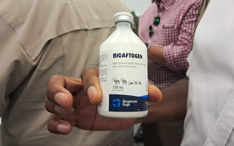Fièvre aphteuse en Afrique du Sud