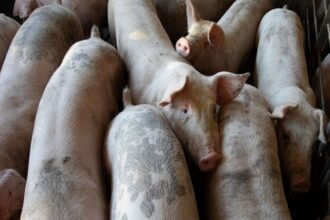 Afrique du Sud / la peste porcine africaine poursuit sa progression et menace la filière porcine