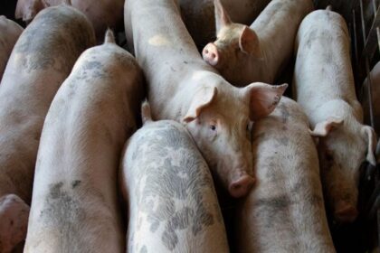 Afrique du Sud / la peste porcine africaine poursuit sa progression et menace la filière porcine