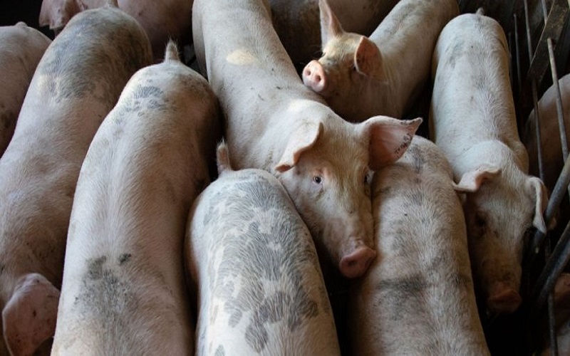 Afrique du Sud / la peste porcine africaine poursuit sa progression et menace la filière porcine