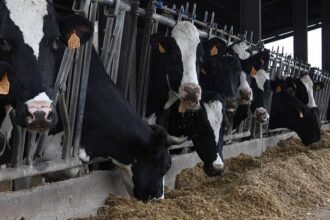 France /le manque de fourrage fragilise les élevages bovins