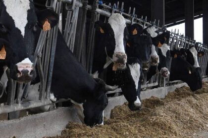 France /le manque de fourrage fragilise les élevages bovins