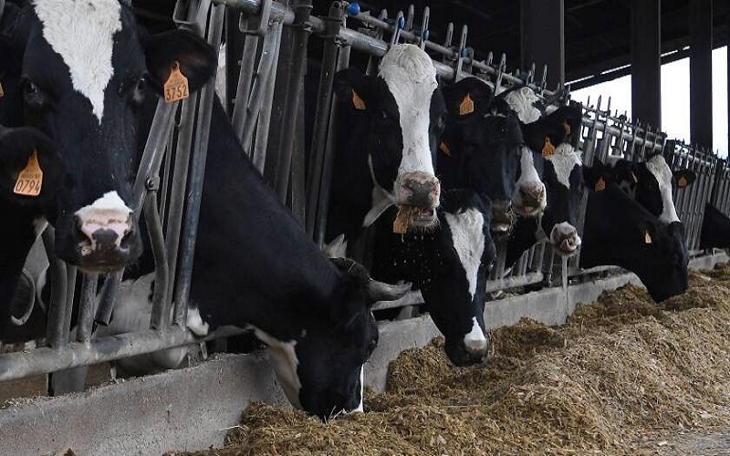 France /le manque de fourrage fragilise les élevages bovins