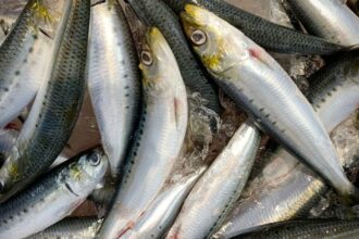 Afrique du Sud/L’herpèsvirus de la sardine détectés chez des poissons